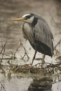 heron